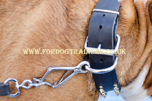English Bulldog collar